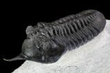 Morocconites Trilobite Fossil - Morocco #108538-2